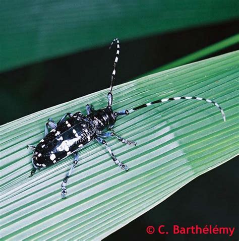 天星牛|华星天牛（星天牛）Anoplophora chinensis (Forster,。